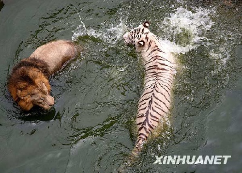 What is the difference between a lion and a tiger Compare Contrast Yang Chao